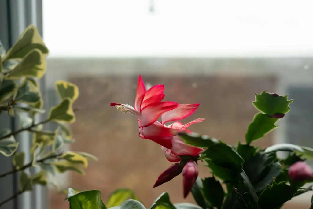 A pink and white Christmas cactus flower in bloom by a window