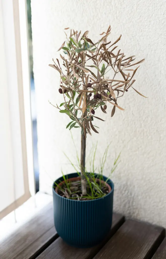 A young olive tree in a blue pot against a pale wall
