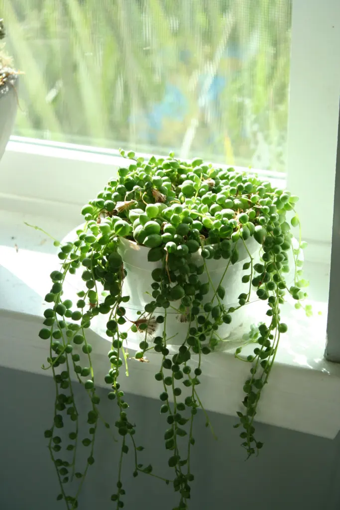 A string of pearls succulent trailing from a white pot on a sunny windowsill