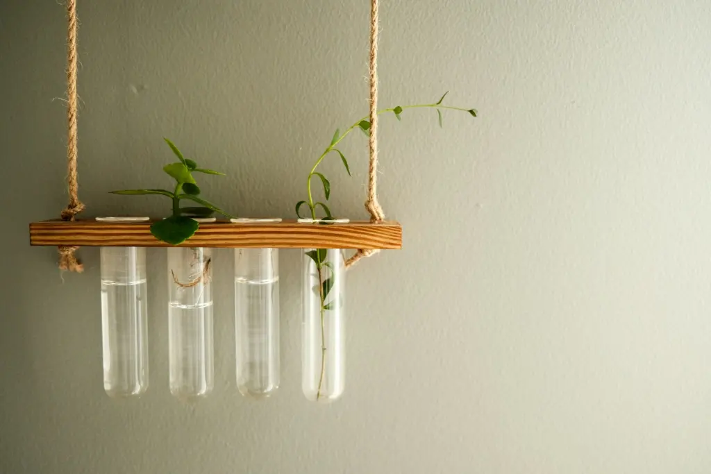 Pothos cuttings rooting in glass test tubes hung on a wall