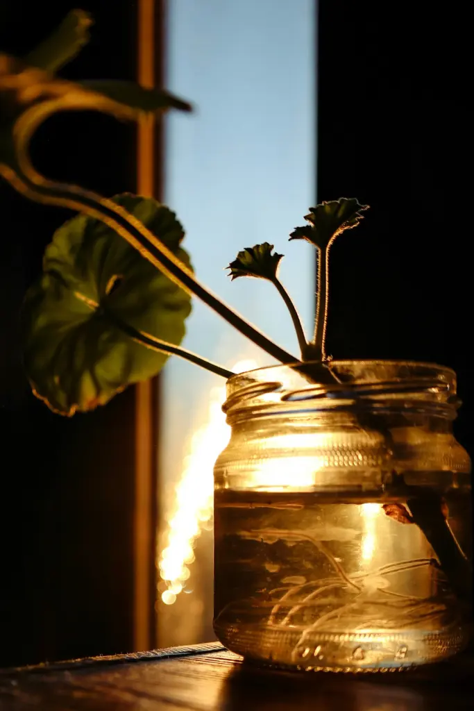 A single cutting in a glass jar, lit by low sun