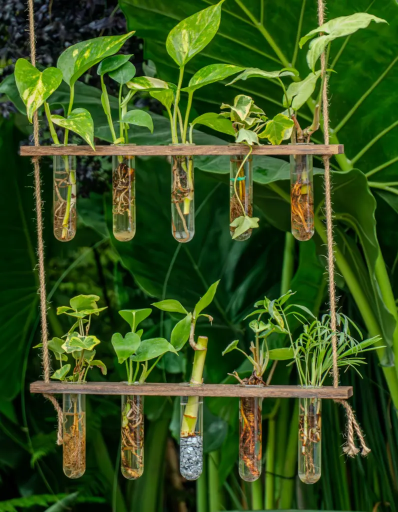Rows of cuttings rooting in test tubes on a wooden rack