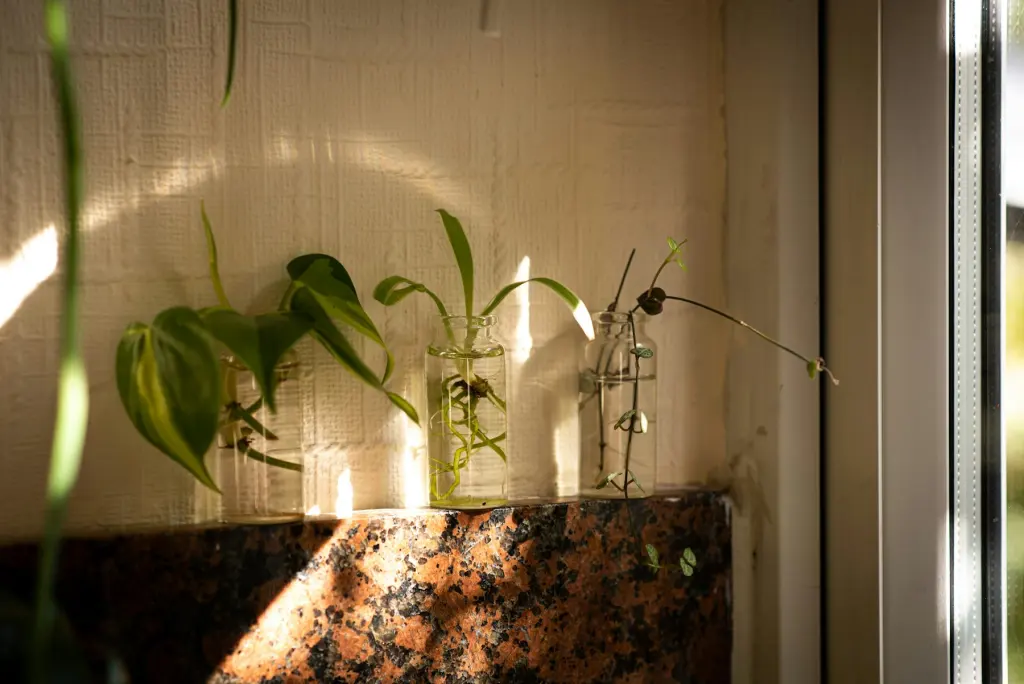 Young plants in glass bottles on a shelf