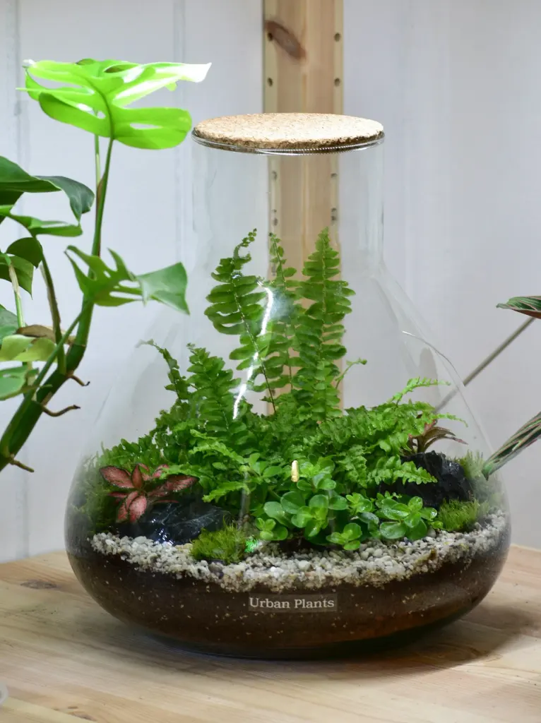 A fern growing inside a round glass terrarium on a wooden table