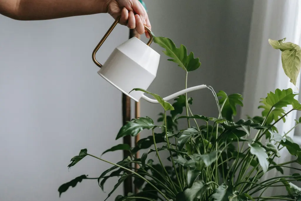 A hand watering a monstera from a white watering can