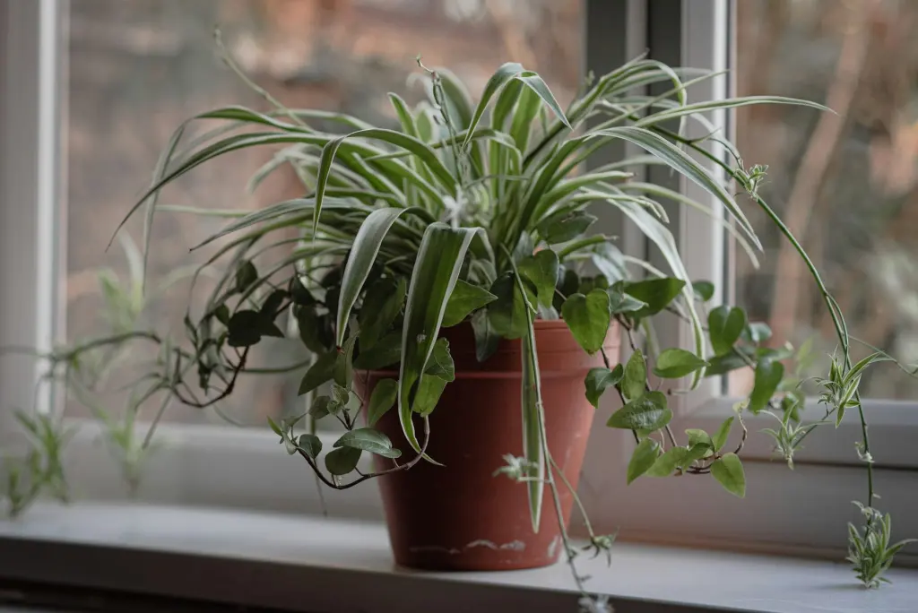 Houseplants on a pale windowsill in soft, even daylight